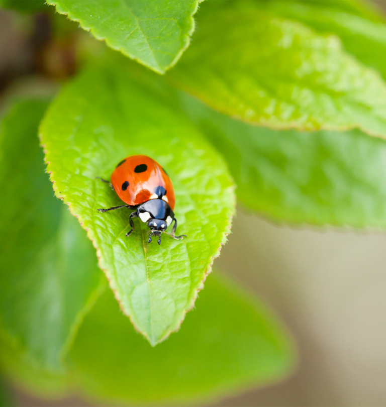 Bee kind to these beneficial bugs