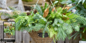 Hanging Holiday Green Basket | Salisbury Greenhouse - St. Albert, Sherwood Park