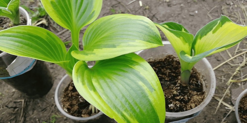 hosta seedlings in containers