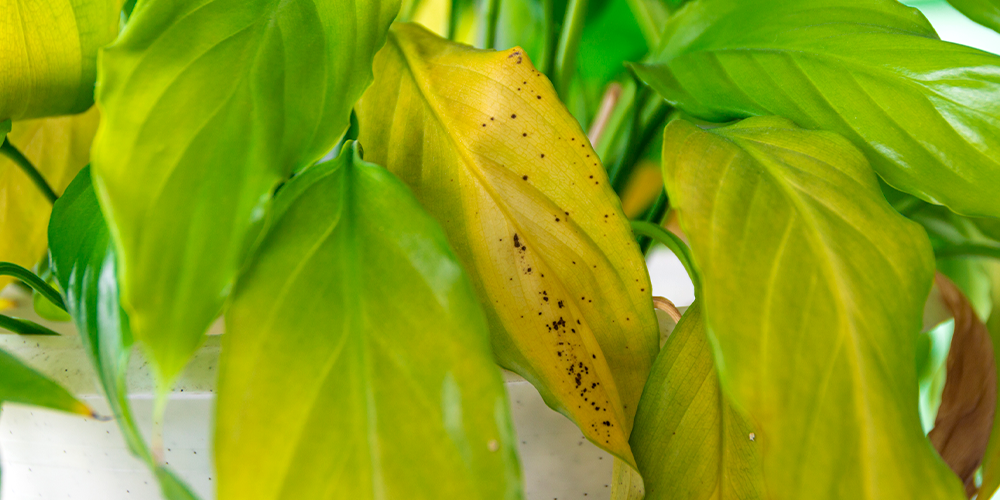 houseplant brown spots on leaves disease and pests