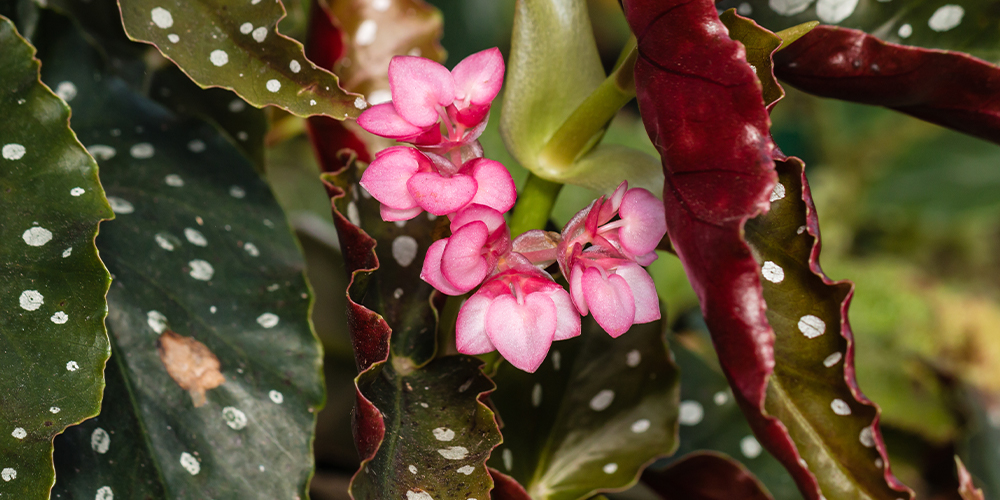 houseplants with better personalities pink angelwing begonia