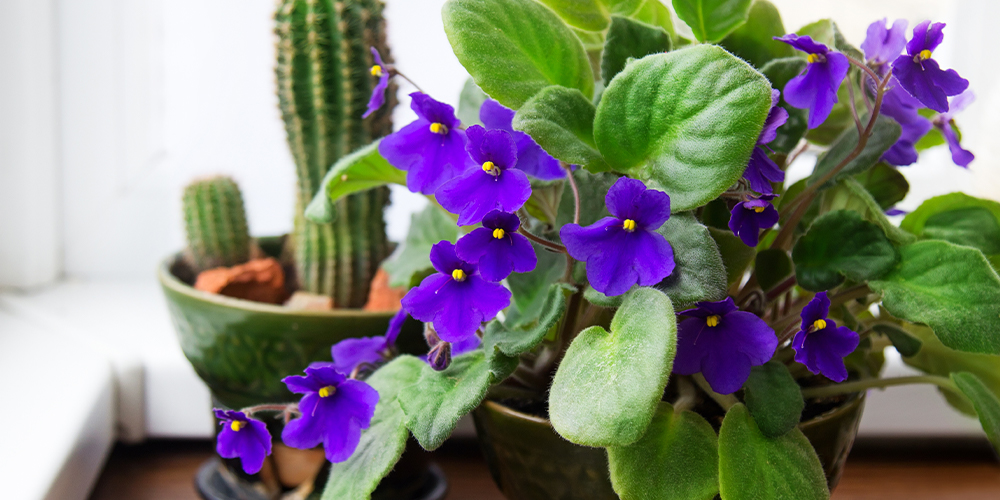 houseplants with better personalities purple african violet