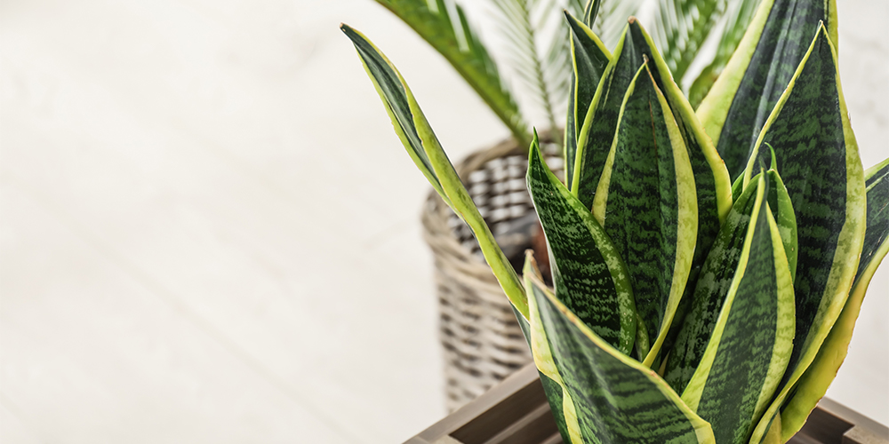 houseplants with better personalities snake plant