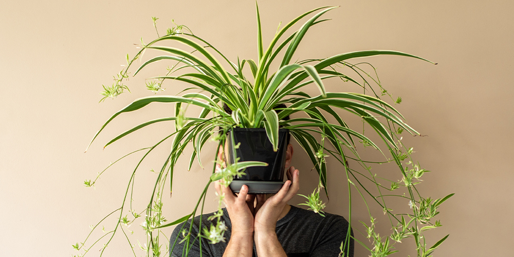 houseplants with better personalities than your toxic ex main sherwood park salisbury