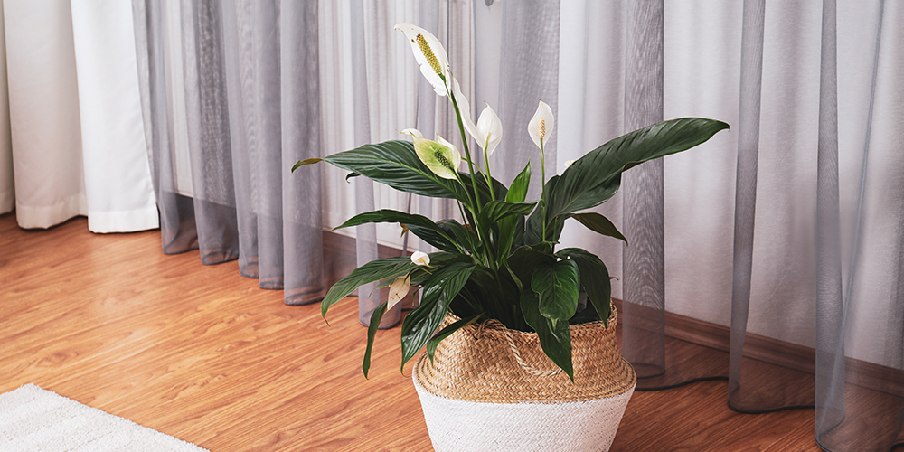 houseplants with better personalities white peace lily