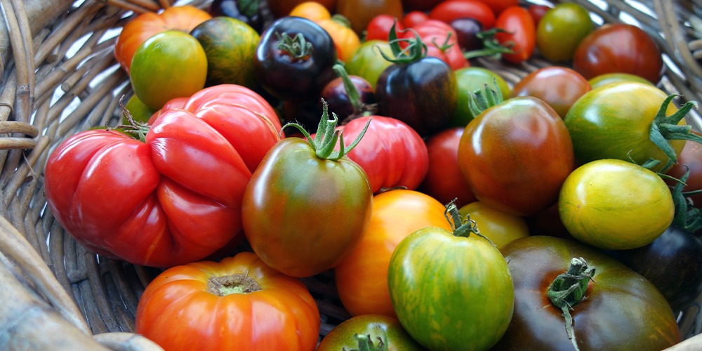 hybrid vs heirloom tomato varieties