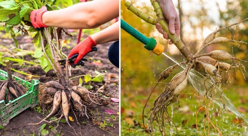 Salisbury Greenhouse | Sherwood Park, St. Albert | How to Safely Dig Up and Store Your Dahlia Tubers | Cleaning & Preparing Tubers