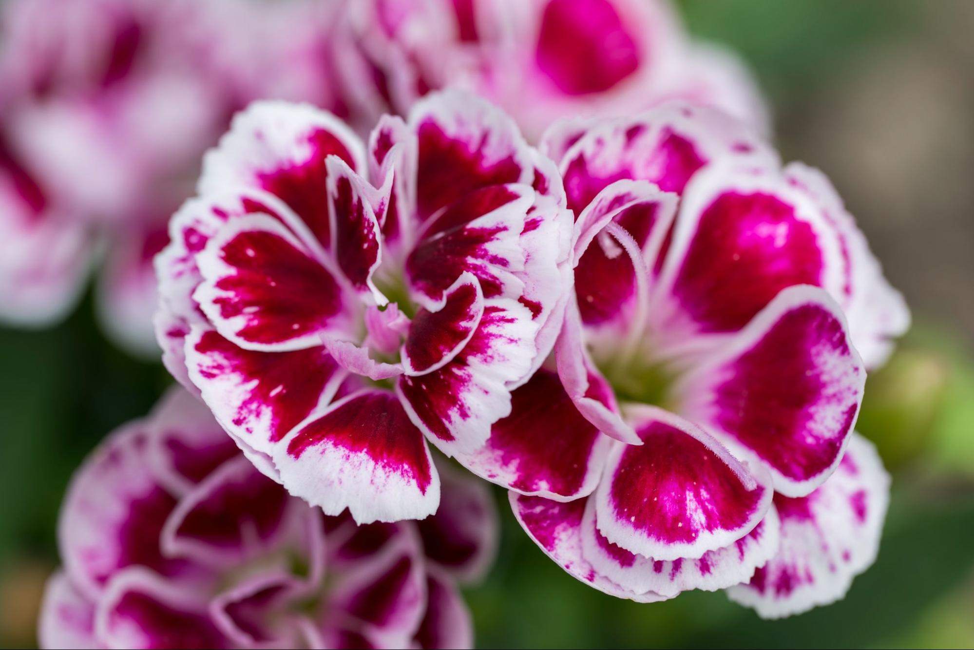 Salisbury Greenhouse | Sherwood Park, St. Albert | The Best Plants for a Drought-Resistant Garden | Dianthus (Pinks)