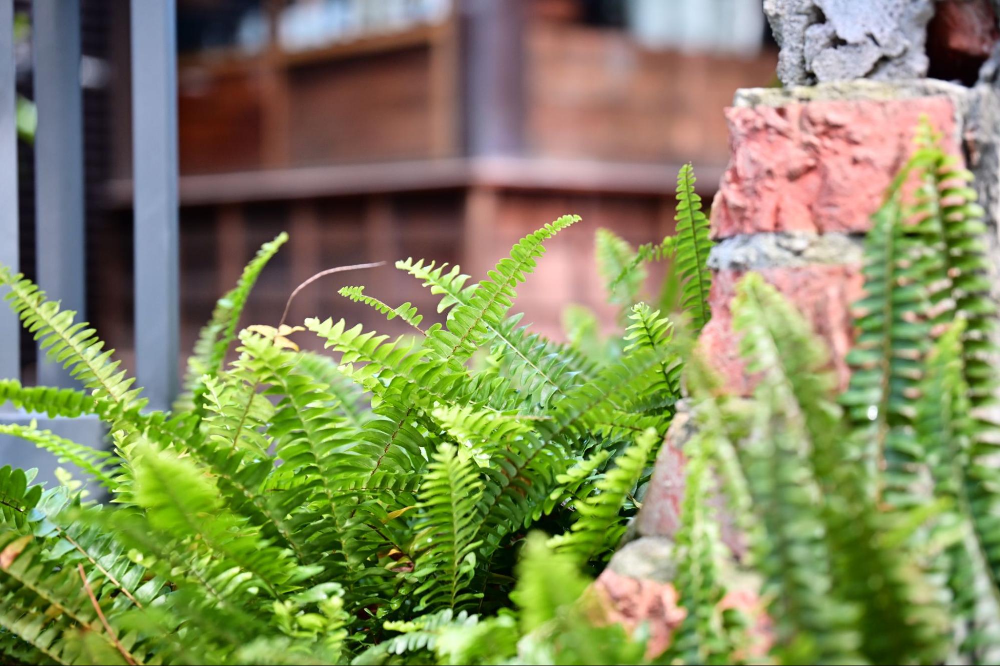 Salisbury Greenhouse | Sherwood Park, St. Albert | Zen Garden Ideas | Fern