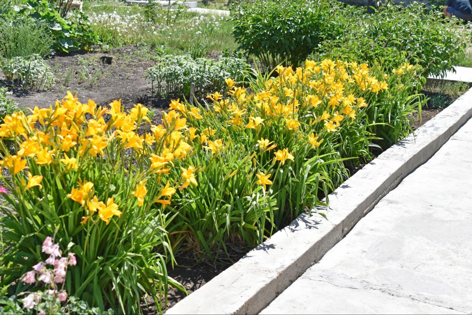 Salisbury Greenhouse | Sherwood Park, St. Albert | The Best Plants for a Drought-Resistant Garden | Lilies