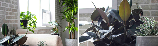 Having indoor plants can reduce seasonal affective disorder
