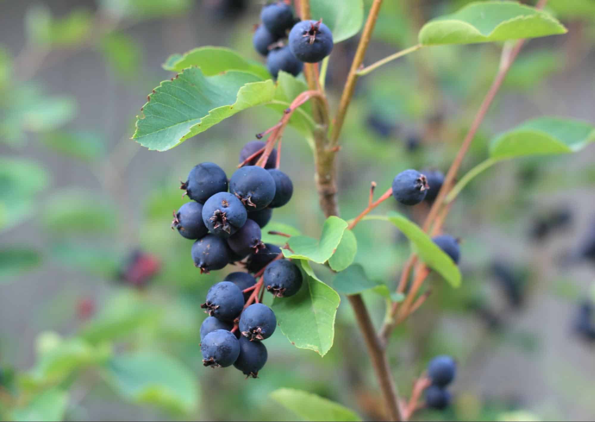 Salisbury Greenhouse | Sherwood Park, St. Albert | Tips and Tricks to Make Your Garden More Eco-Friendly | Flowering Shrubs & Berries