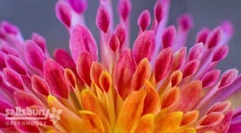 Salisbury Greenhouse | Sherwood Park, St. Albert | How to Safely Dig Up and Store Your Dahlia Tubers | Dahlia Flower