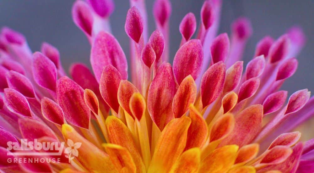 Salisbury Greenhouse | Sherwood Park, St. Albert | How to Safely Dig Up and Store Your Dahlia Tubers | Dahlia Flower