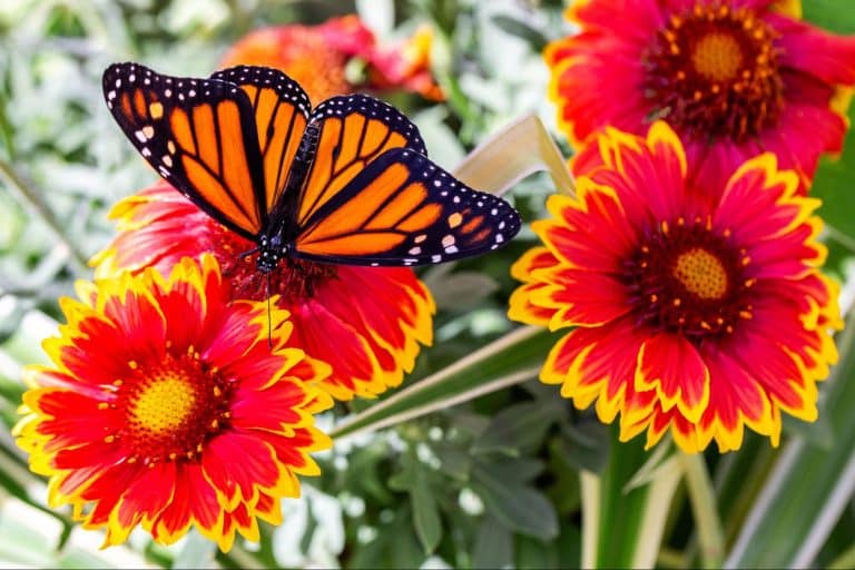 Salisbury Greenhouse | Sherwood Park, St. Albert | Tips and Tricks to Make Your Garden More Eco-Friendly | Butterfly & Blanket Flower