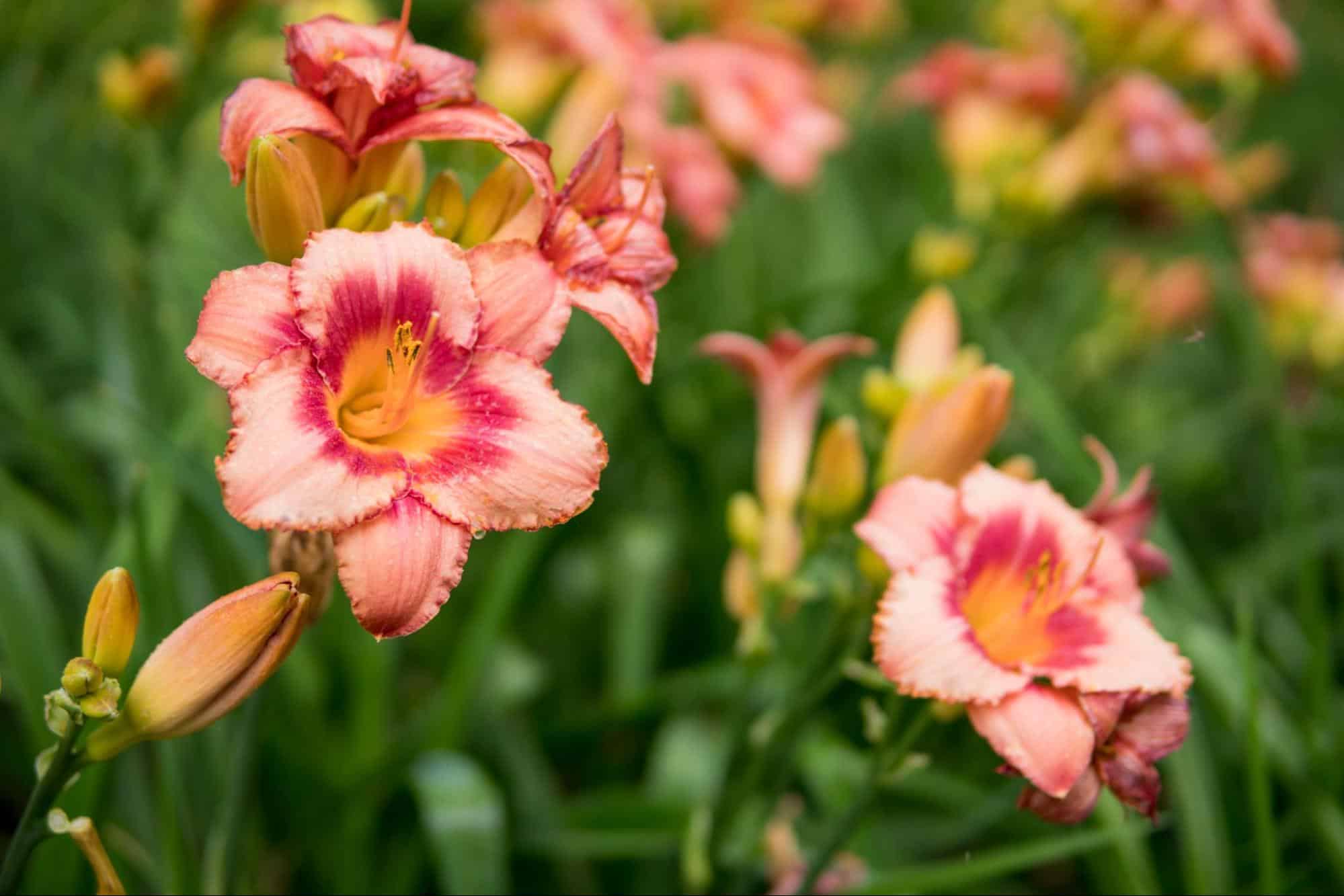 Salisbury Greenhouse | Sherwood Park, St. Albert | Budget-Friendly Garden Renovation in Alberta: DIY, Upcycling & Hardy Plants | Daylilies