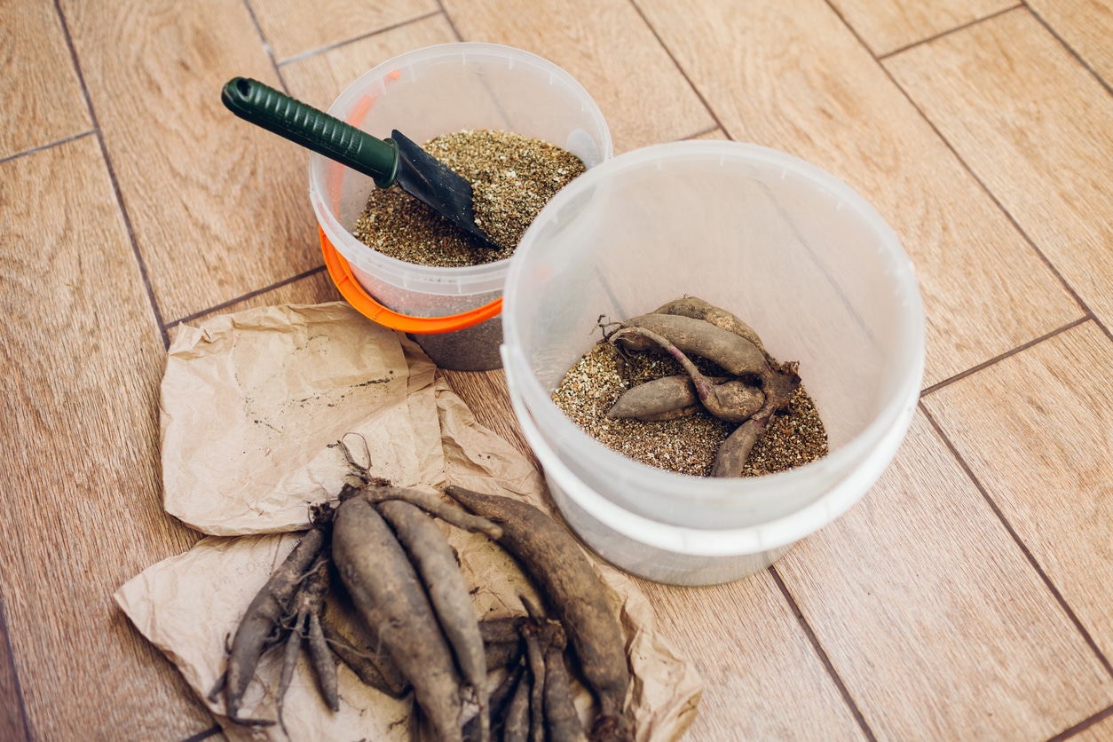 Salisbury Greenhouse | Sherwood Park, St. Albert | How to Safely Dig Up and Store Your Dahlia Tubers | Best Storage Methods | Overwintering bulbs at home in plastic bucket. Covering clumps to keep hydrated