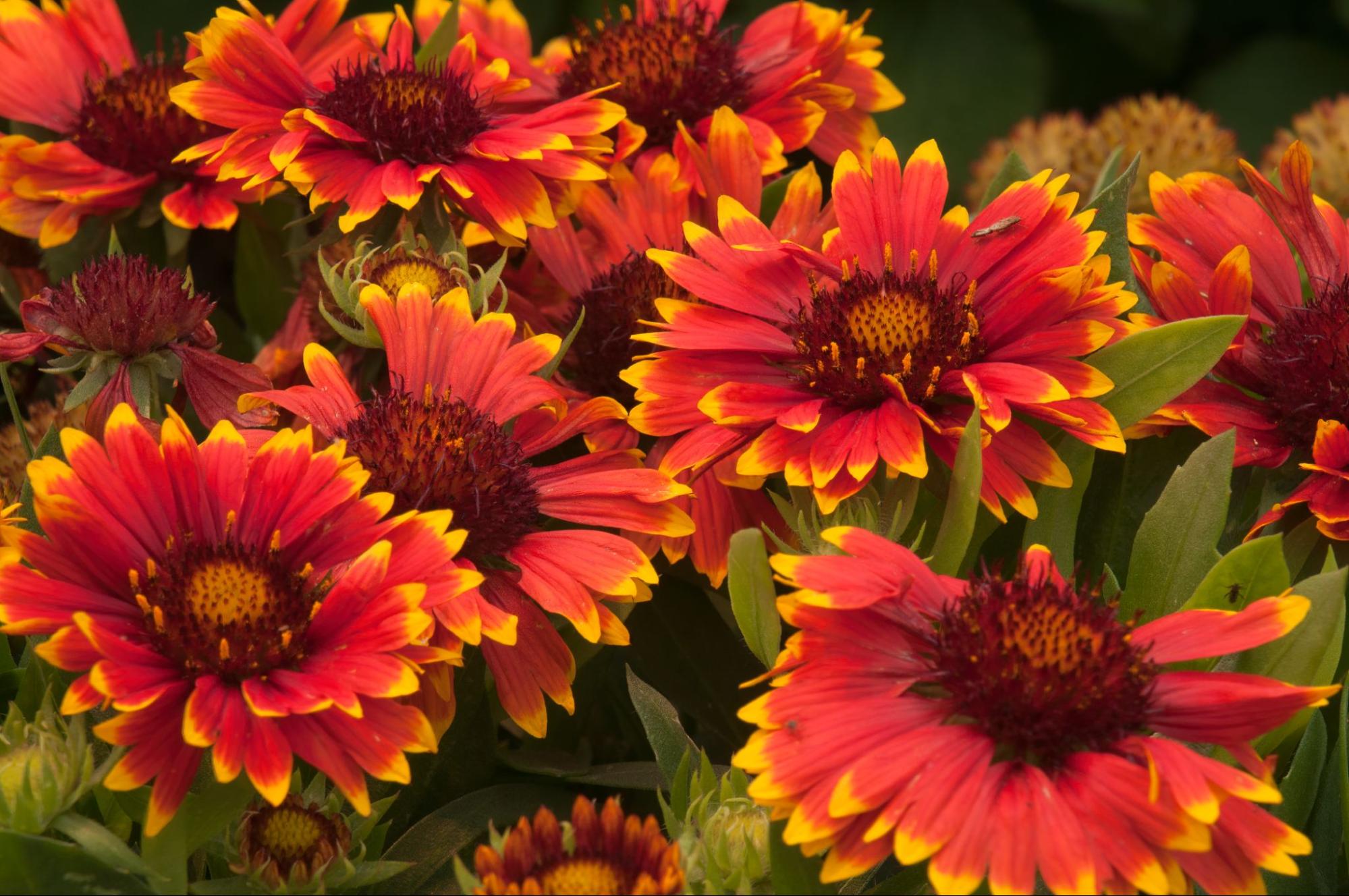 Salisbury Greenhouse | Sherwood Park, St. Albert | The Best Plants for a Drought-Resistant Garden | Blanket Flower (Gaillardia)
