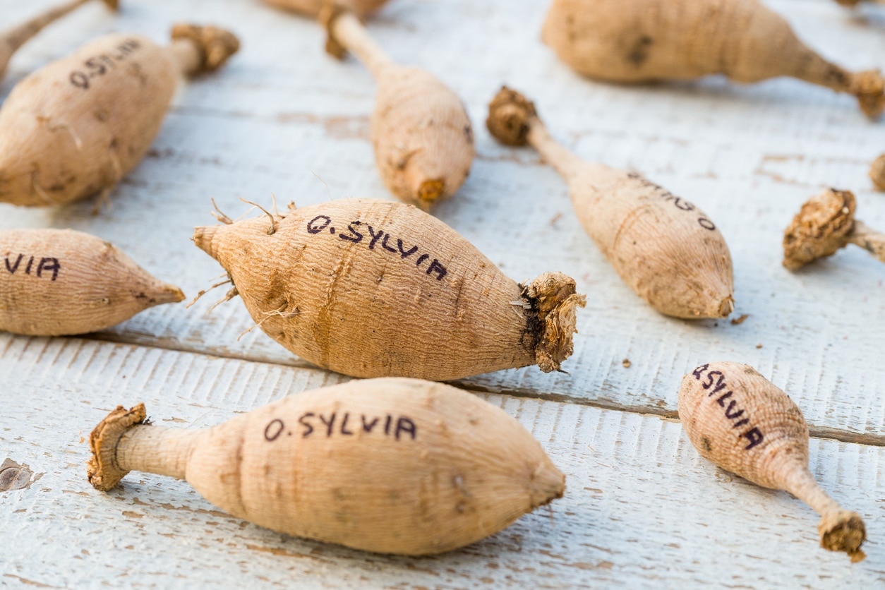 Salisbury Greenhouse | Sherwood Park, St. Albert | How to Safely Dig Up and Store Your Dahlia Tubers | Labelling for Next Season | Dividing dahlias
