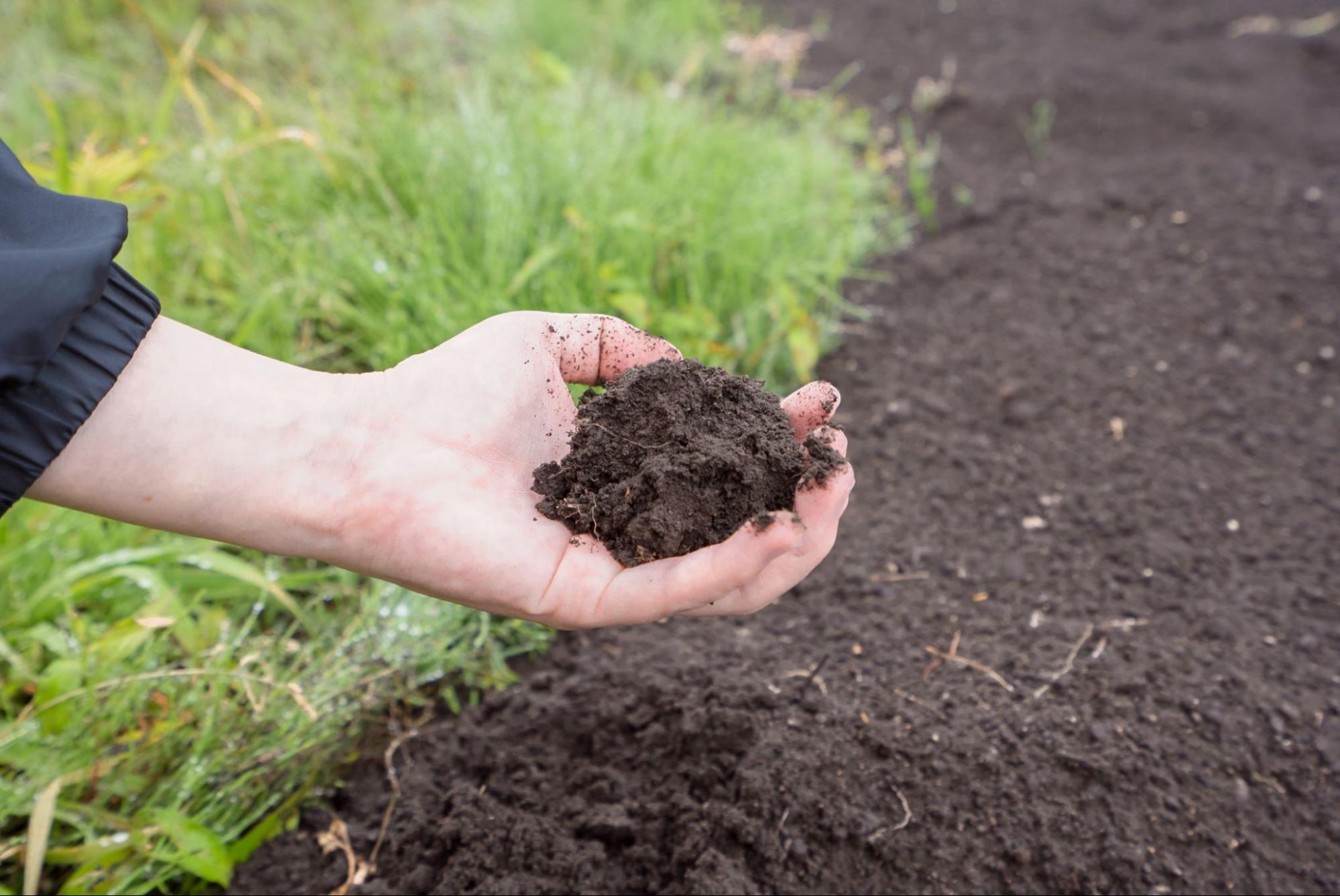 Salisbury Greenhouse | Sherwood Park, St. Albert | The Best Plants for a Drought-Resistant Garden | Soil