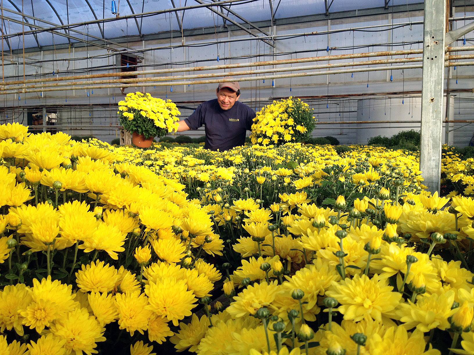 Salisbury Greenhouse | Sherwood Park, St. Albert | Autumn Garden Aesthetics: Playing with Colour, Shape, and Shadow | Fall Garden | Chrysanthemum