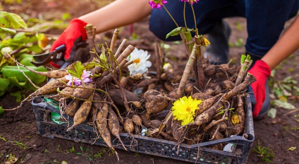 Salisbury Greenhouse | Sherwood Park, St. Albert | How to Safely Dig Up and Store Your Dahlia Tubers | Dahlia Tubers