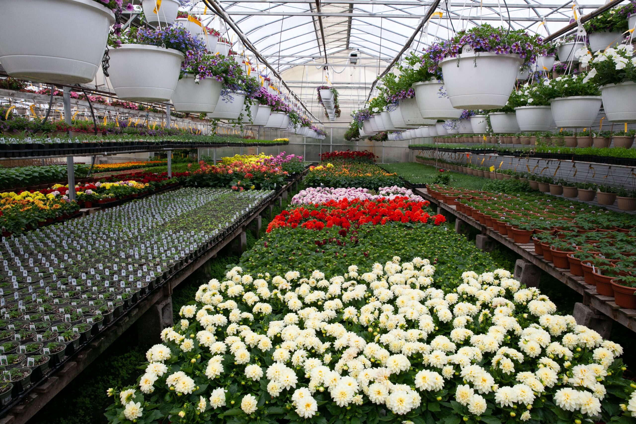 Garden center flowers plants hanging baskets Sherwood Park