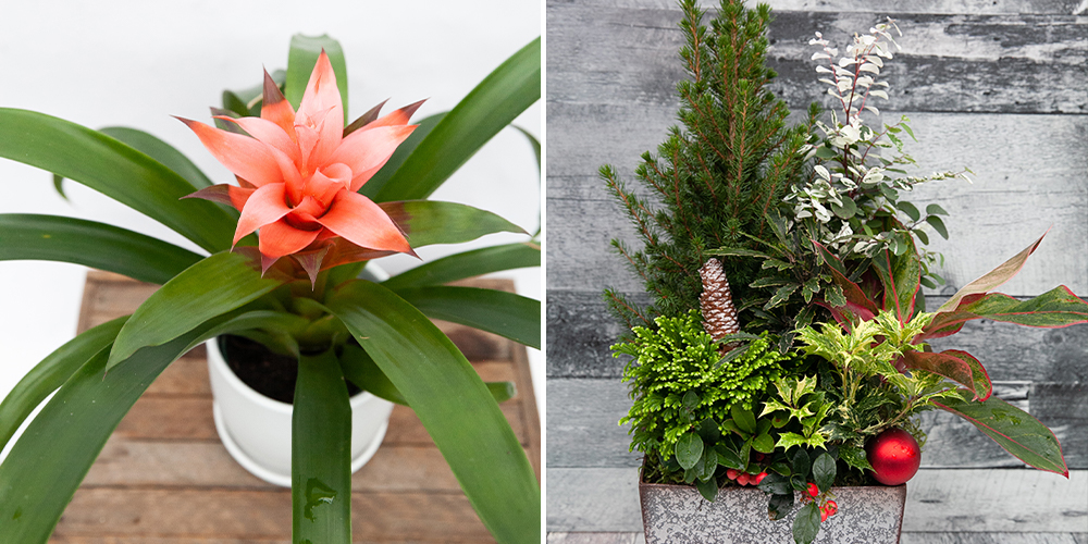 bromeliad and holiday arrangements christmas gifts