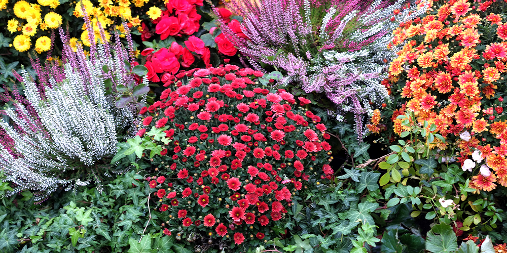 more than mums fall flowers salisbury greenhouse sherwood park