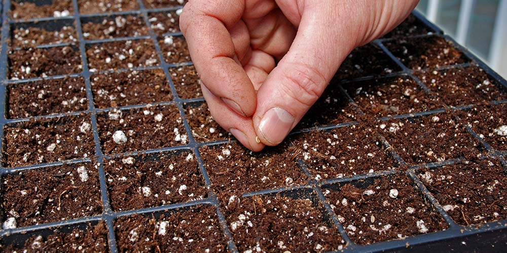 -man planting seeds in potting soil salisbury greenhouse