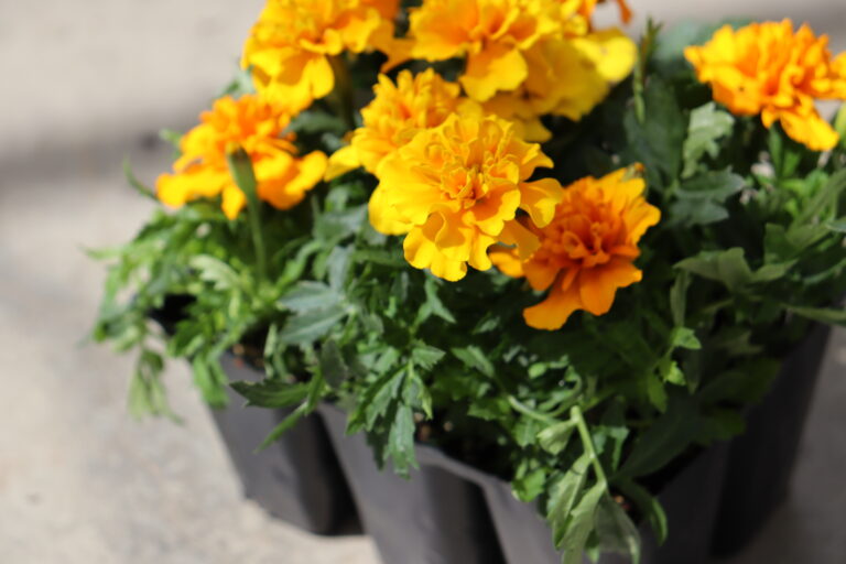 6-pack of marigolds | Salisbury Greenhouse - St. Albert Sherwood Park