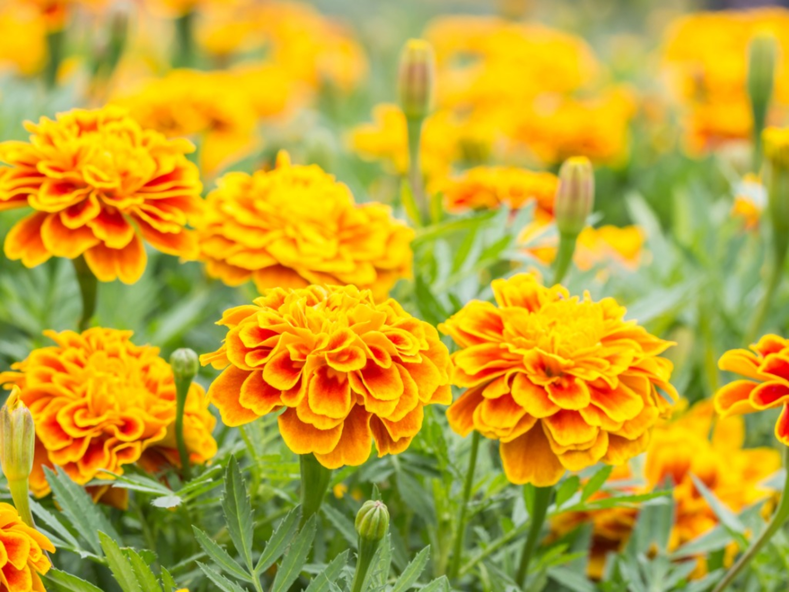 Yellow and Orange Marigolds | Salisbury Greenhouse - St. Albert, Sherwood Park