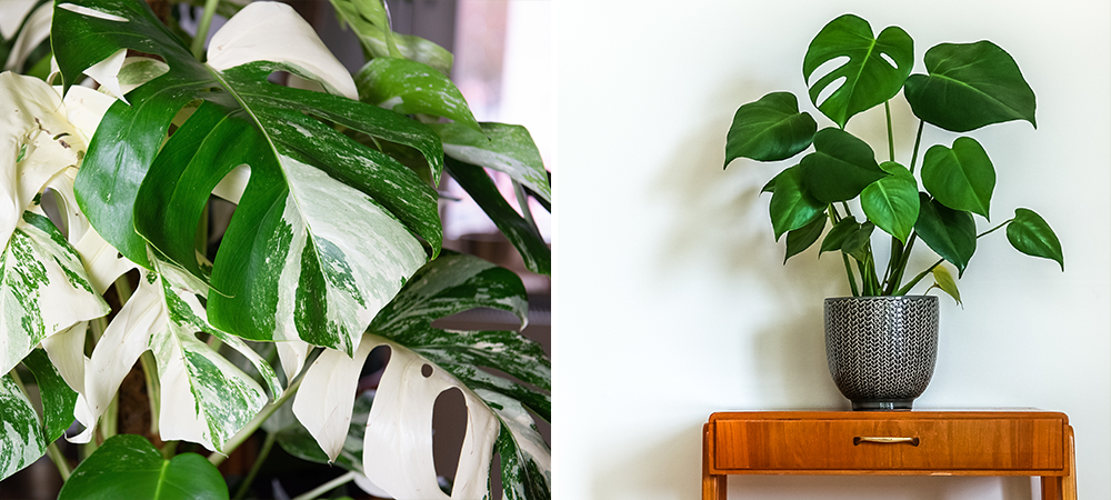 monstera potted variegated