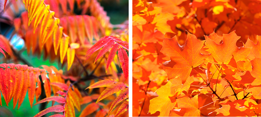 orange colours of autumn sherwood park