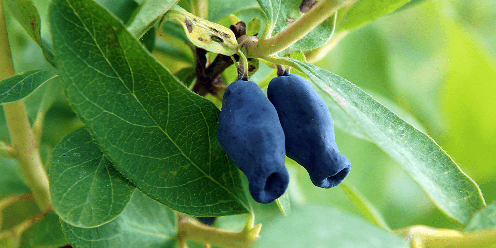 pair of haskap berries
