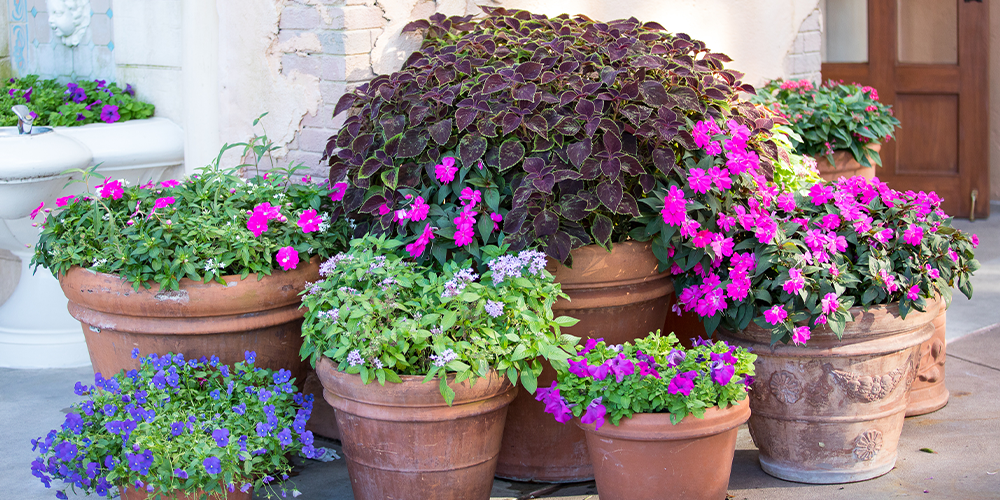 patio containers with flowers and foliage