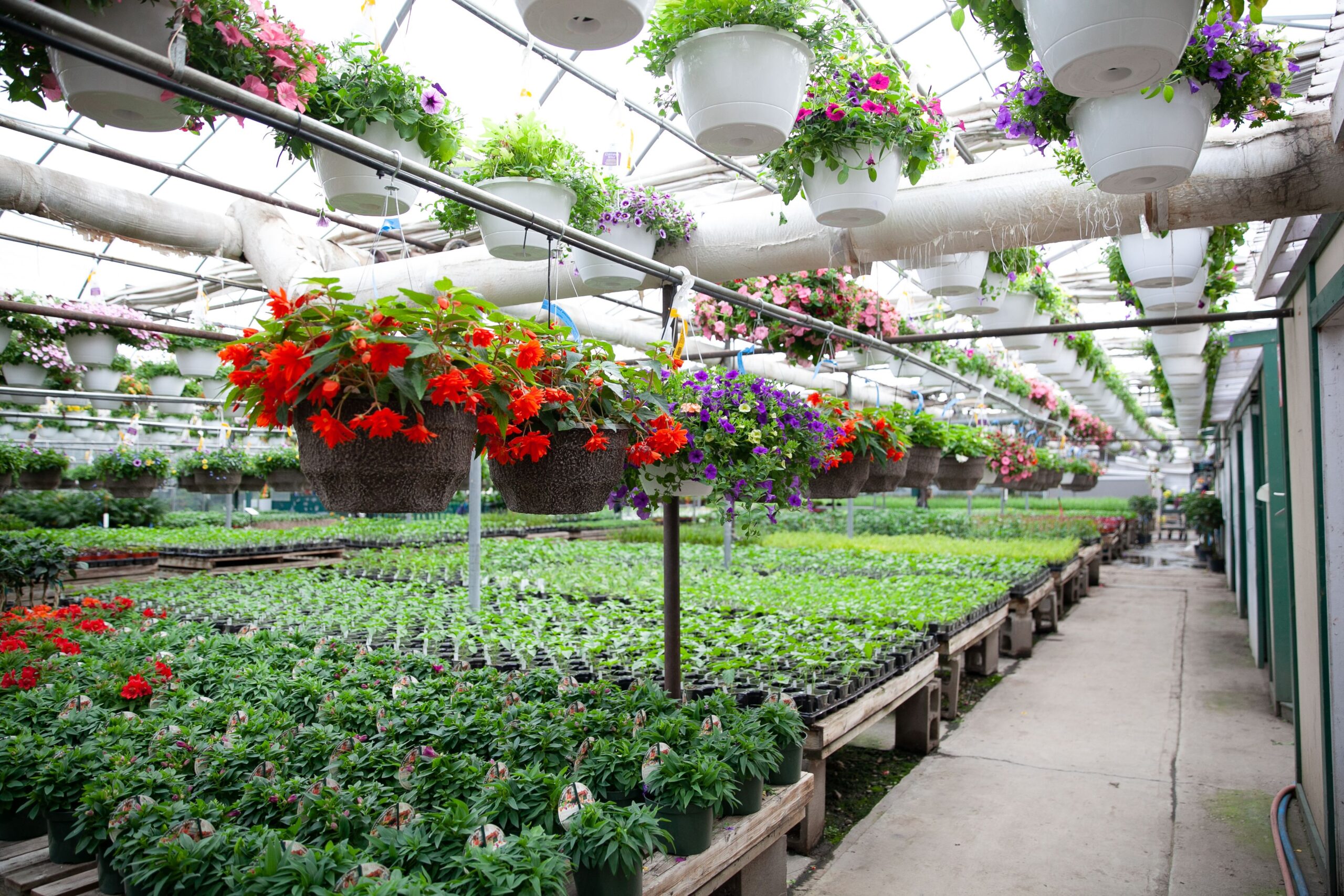 Edmonton greenhouse hanging baskets and flowers