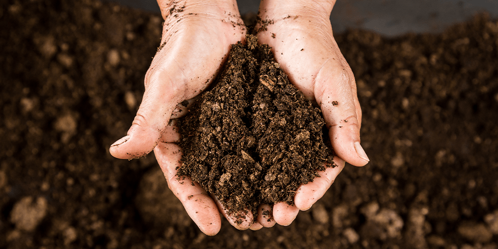 peat moss soil amendment