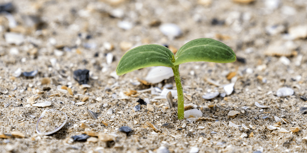 perennial seeding in sand
