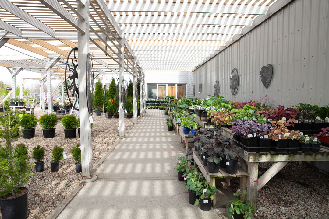perennialssalisburygreenhousesherwoodparkedmontonstalbert