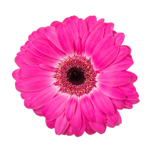 Pink Dark Eye