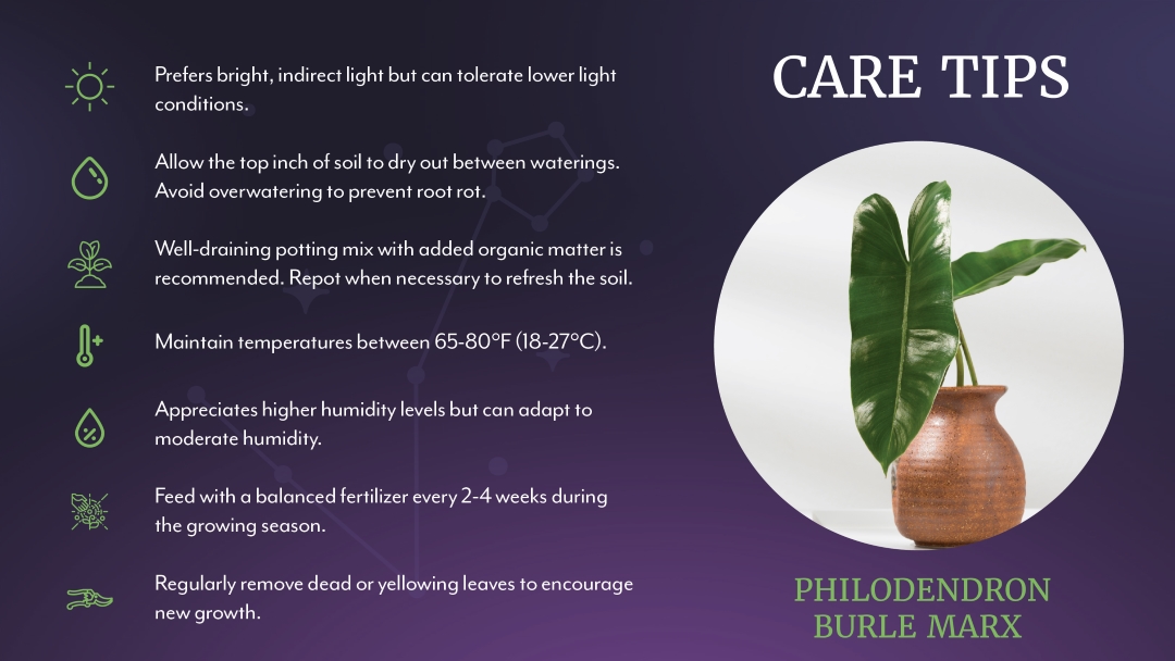 Philodendron Burle Marx Care Tips | Salisbury Greenhouse - Sherwood Park, St. Albert