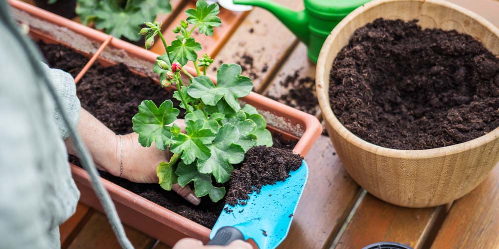 -planting geranium in potting mix salisbury greenhouse