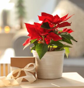 Potted Poinsettia next to ribbon wrapped gift | Salisbury Greenhouse - St. Albert, Sherwood Park