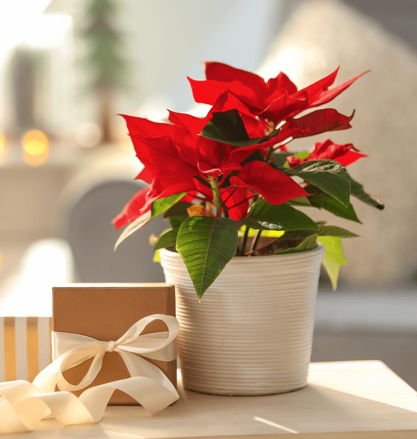 Potted Poinsettia next to ribbon wrapped gift | Salisbury Greenhouse - St. Albert, Sherwood Park