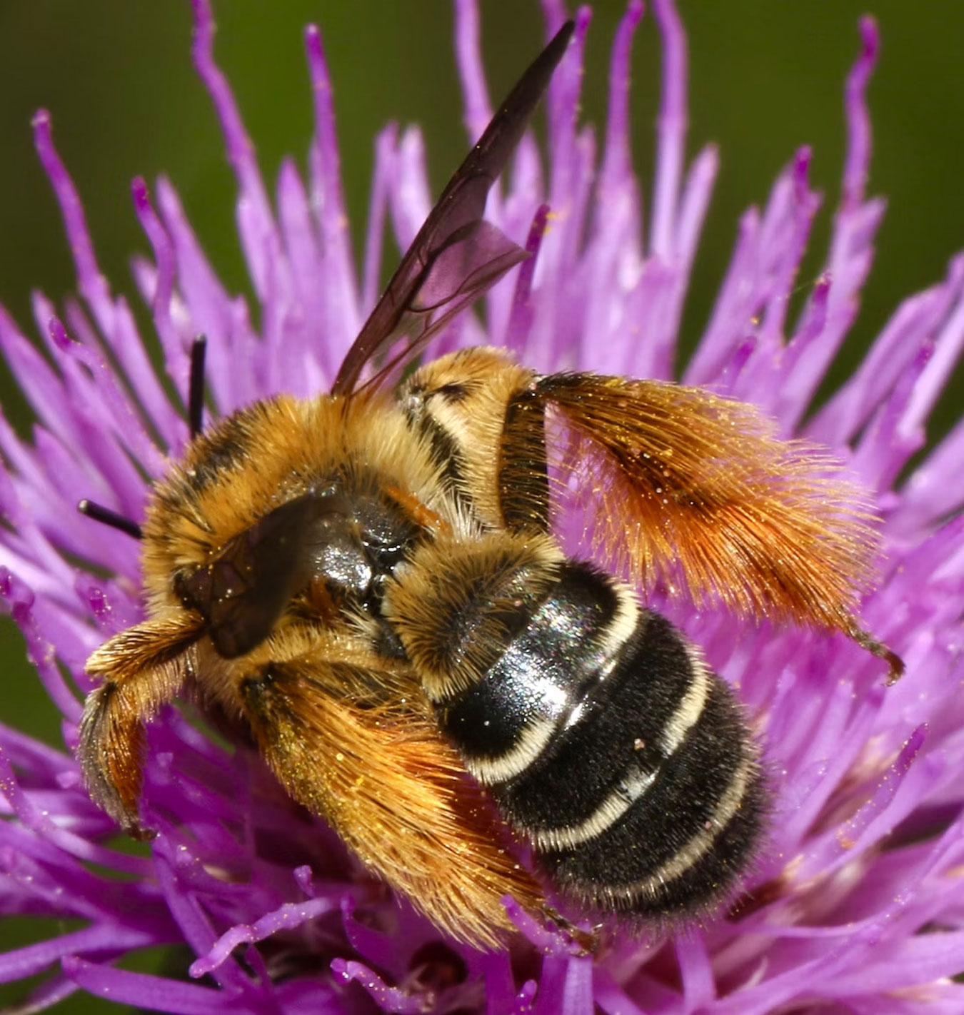 Bee Pollinator for Earth Day Salisbury Greenhouse St. Albert Sherwood Park Edmonton