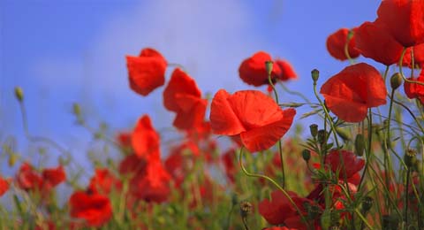 The Story of the Remembrance Day Poppy | Salisbury Greenhouse