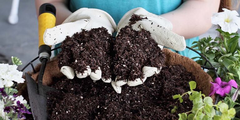 potting soil in hands salisbury greenhouse