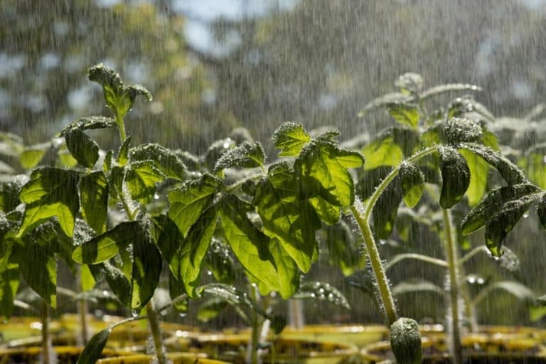 Profile view of seedlings in the rain | Salisbury Greenhouse - Sherwood Park, St. Albert