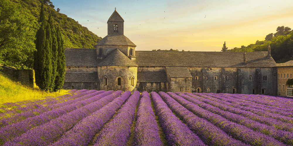 -provedence france lavender - salisbury floral studio